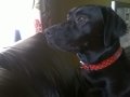 Nelson, a 1 year old black Labrador!