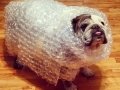 Bubble Wrapped Bully, MissyG