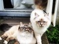 Meet Shira and Alana, two birman cats