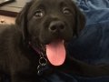 Little labrador Harper