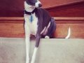 Meet Dobby, a 2 year old Italian Greyhound