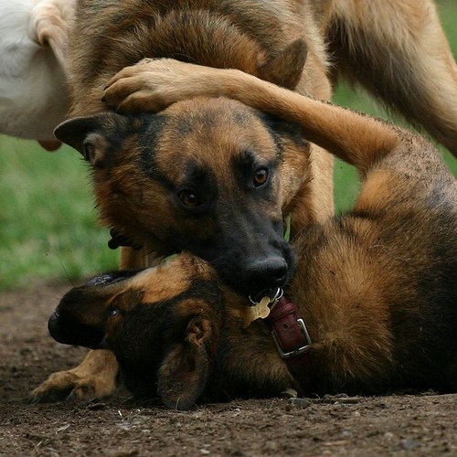 German Shepherd Dog | Animals Zone