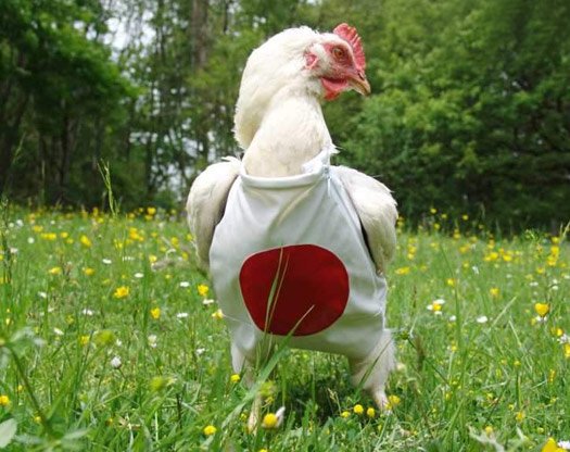 chicken-clothing-5.jpg