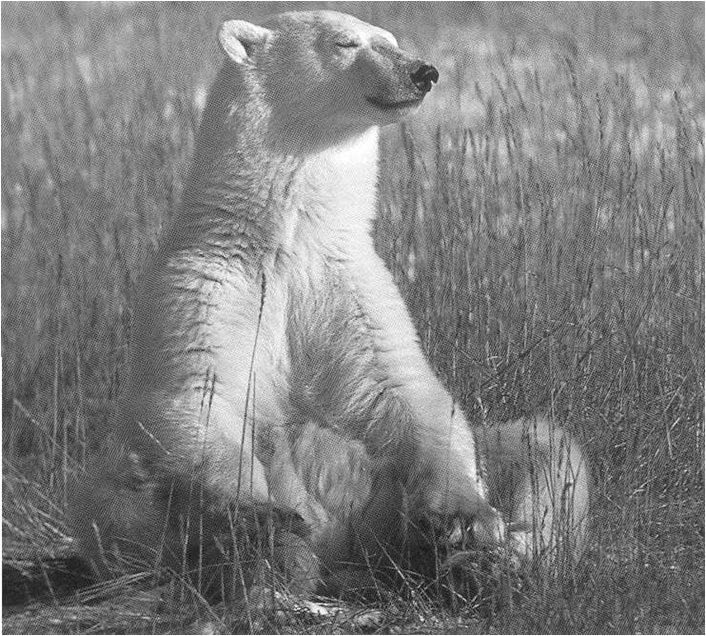 Black And White Pictures Of Animals  Animals Zone-3270