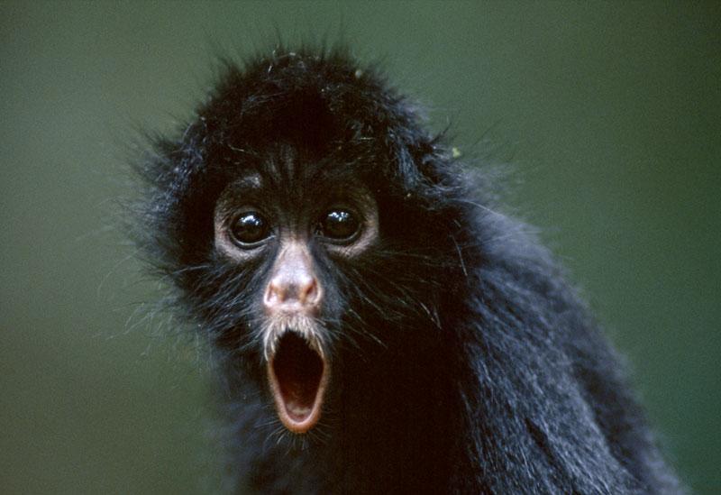 Black Animals | Animals Zone