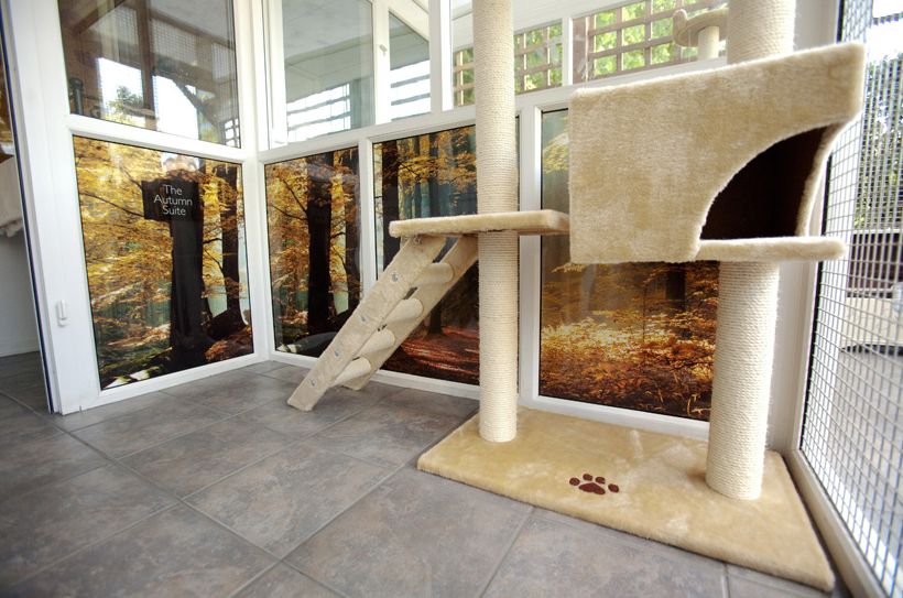 Unusual Luxury Cat Hotel | Animals Zone