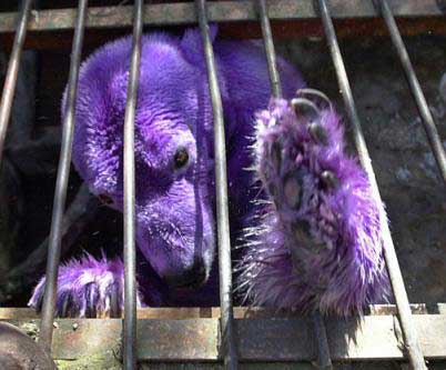 10 Amazing Purple Animals | Animals Zone
