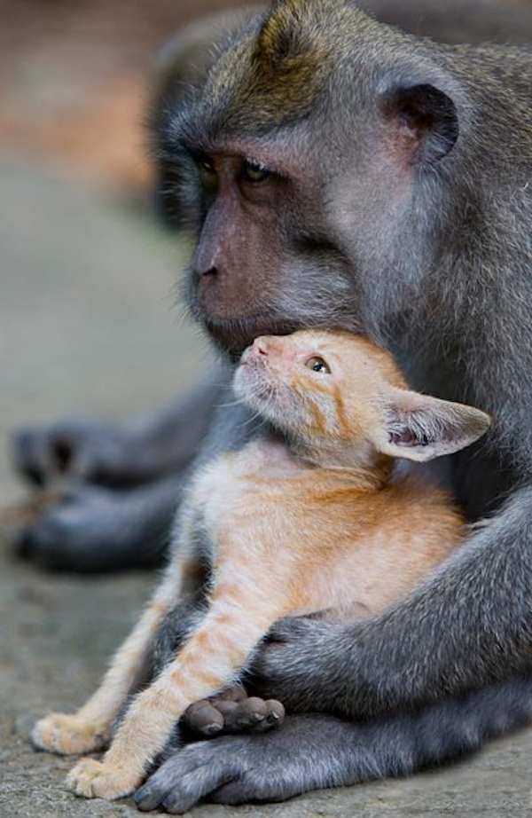 This is Love | Animals Zone