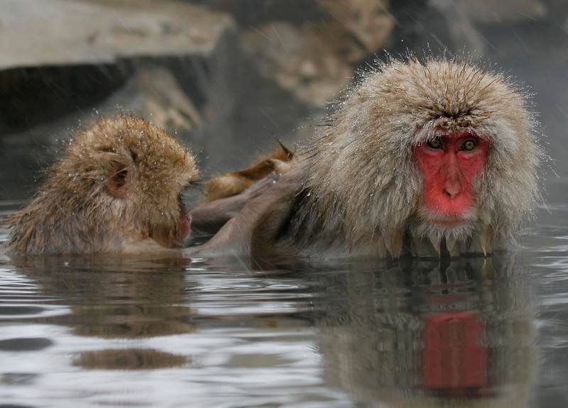 Snow Monkey | Animals Zone Snow Monkey | Animals Zone