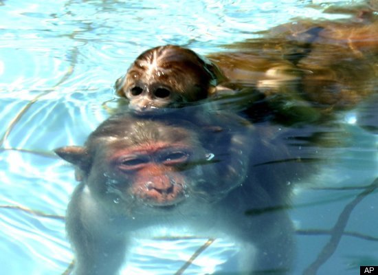 Baby Animals Swimming | Animals Zone