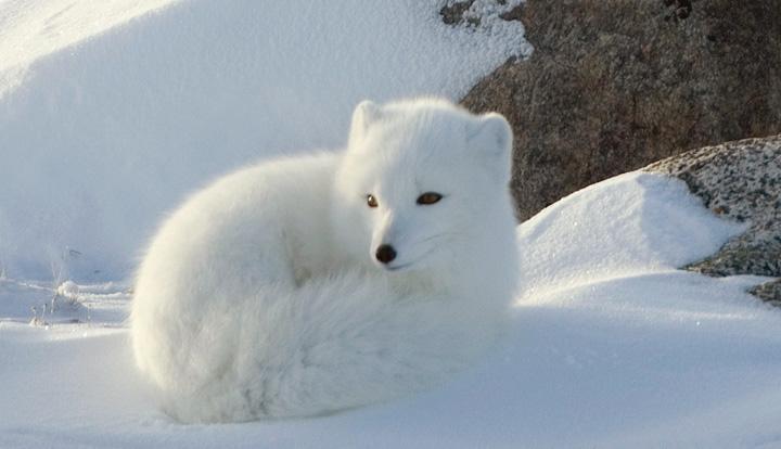 Some Snow Animals | Animals Zone