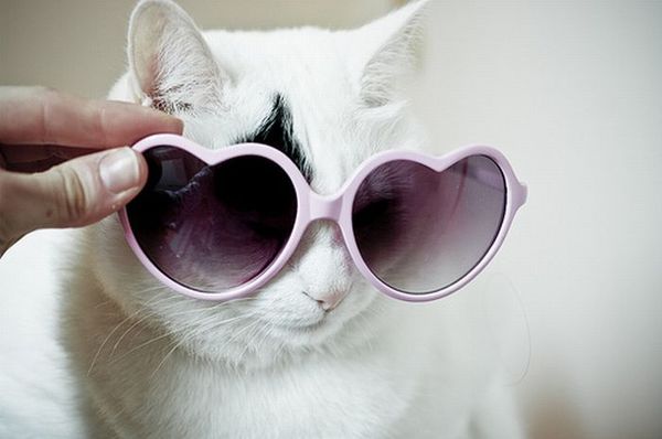 Cats with Glasses | Animals Zone