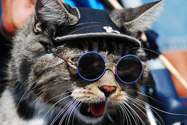 Cats with Glasses | Animals Zone