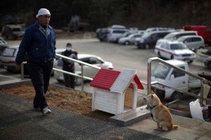 Animals in the Disaster in Japan | Animals Zone