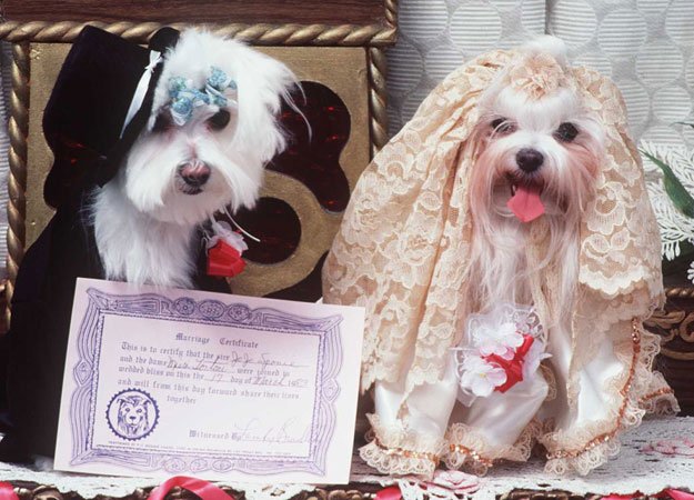 Cutest Animal Wedding | Animals Zone