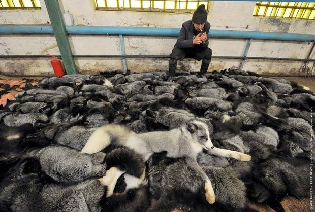 These Animals Die Because People Want Their Fur | Animals Zone