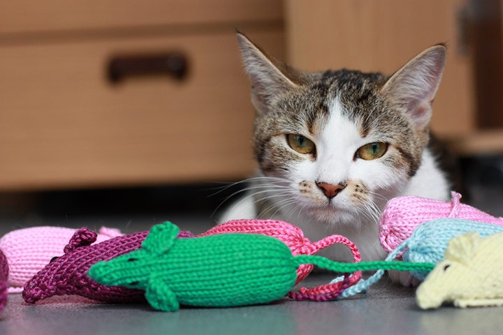 Cats and Their New Toys | Animals Zone