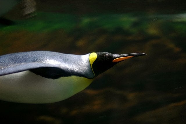 this penguin looks like the ones in the movies! It looks like a rocket!