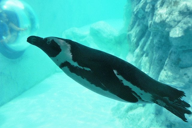 This penguin looks like a fish!