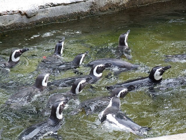 This penguin hall is crowded!