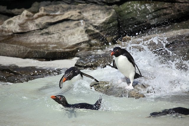 These penguins lok furious!
