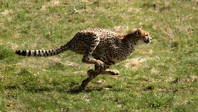 Cheetah - The fastet land animal