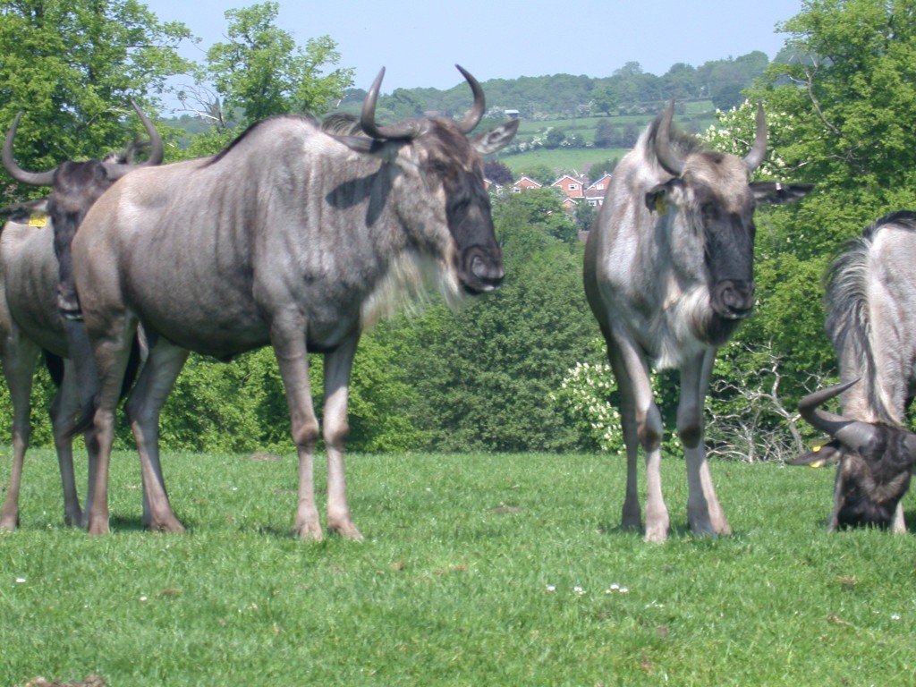 Wildebeest Triathlon gold winner Animal Olympics