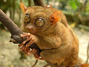 The Ugliest Animals in the World? | Animals Zone