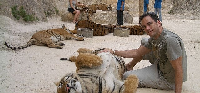 Man and Tiger in playful mood.
