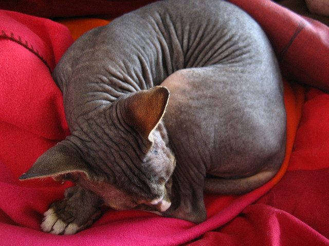 Cat without hair: a special sighting | Animals Zone