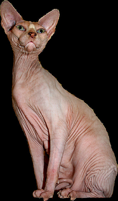 cats without hair