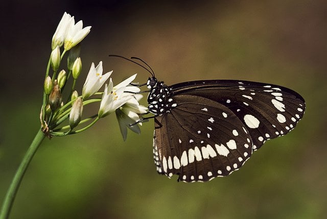 A Fully Grown Adult Black Butterfly