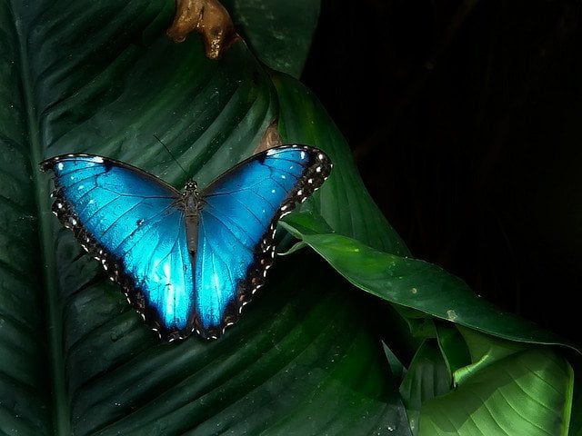 Blue Butterfly on Leaf
