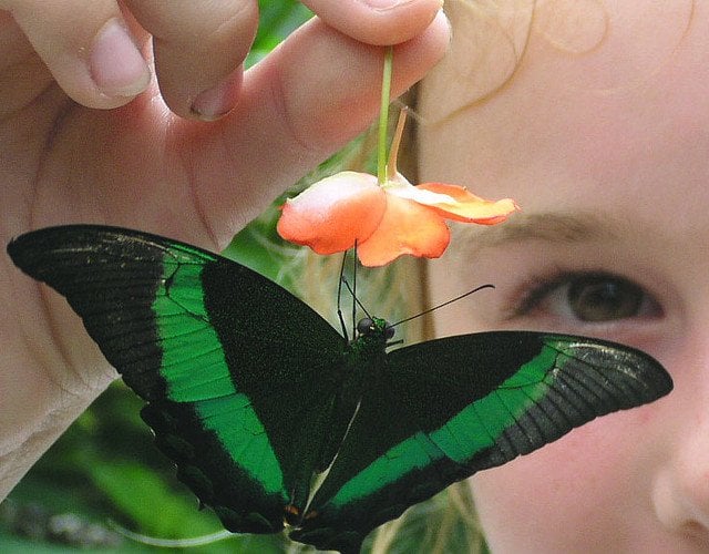 Girl Playing with Green Butterfly