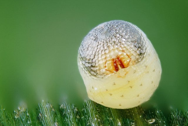 Butterfly Egg With Embryo