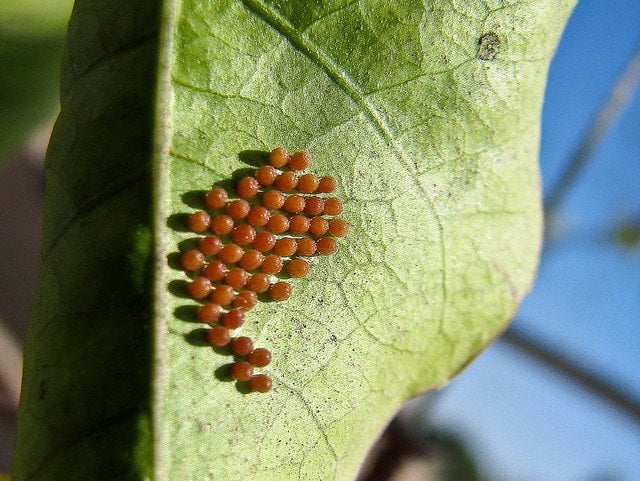 Cluster of Butterfly eggs