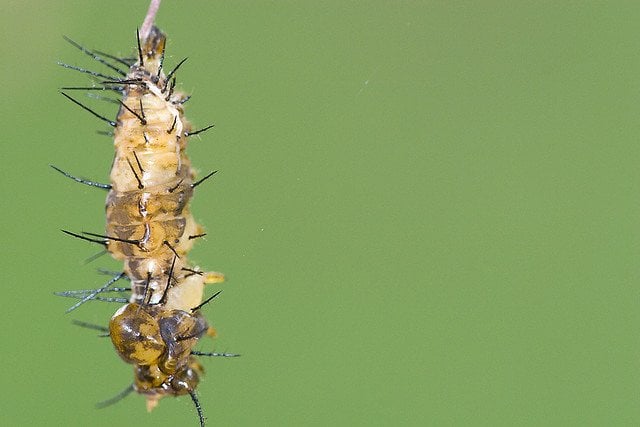 Caterpillar Transforming into pupa