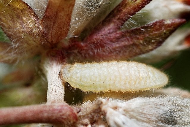A White Caterpillar