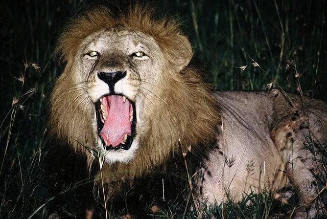 mighty lion roar
