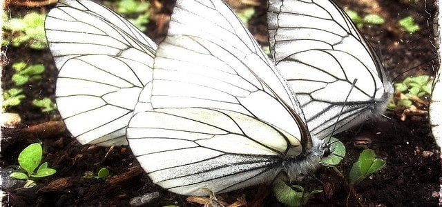 Picture of 3 White Butterflies