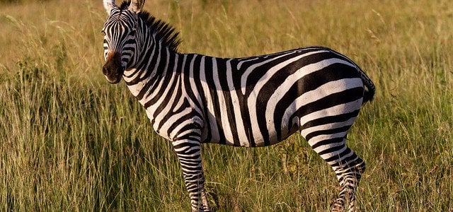 zebra black stripes