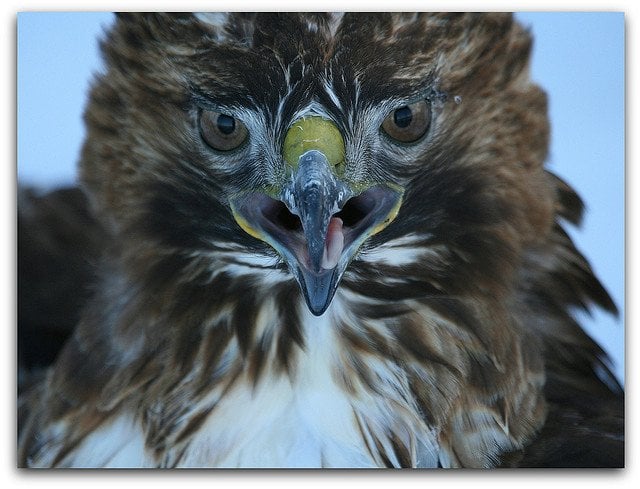 Hawk Intimidating stare