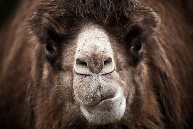 angry camel face