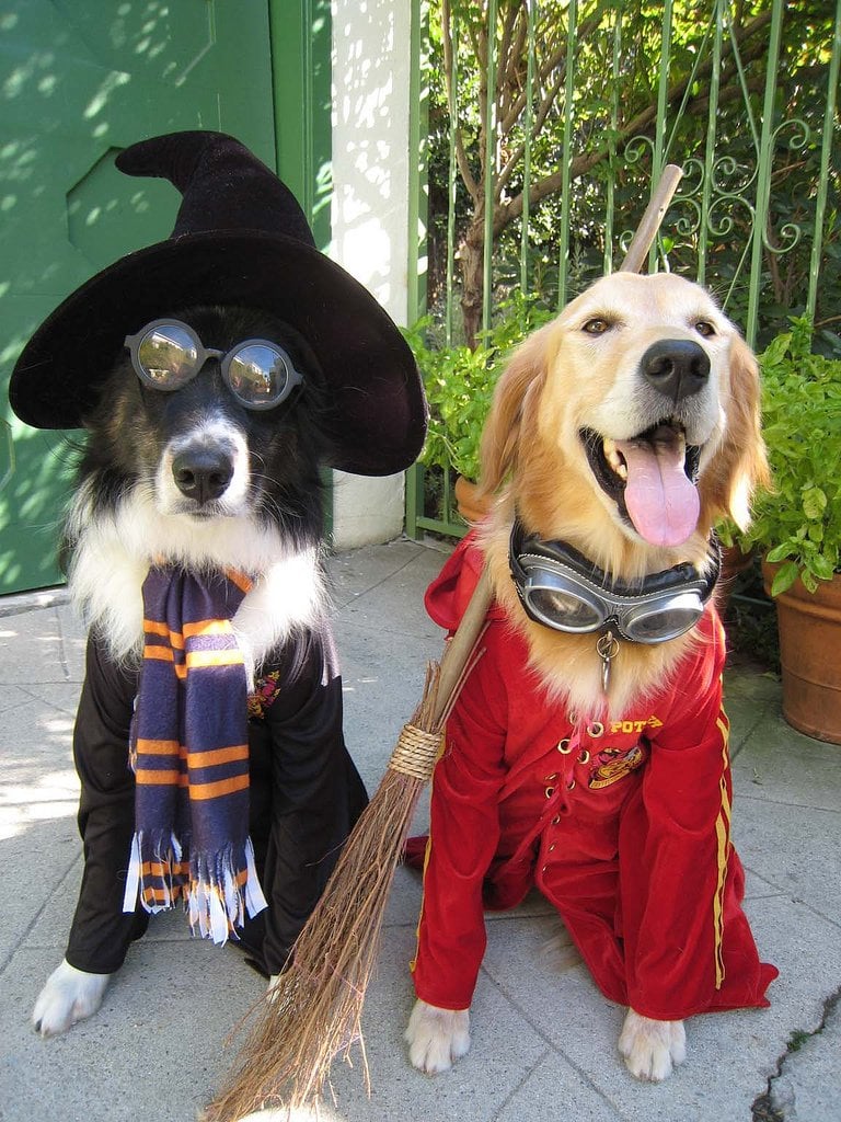 Harry Potter dogs by @petsadviser-pix (https://www.flickr.com/photos/petsadviser-pix)