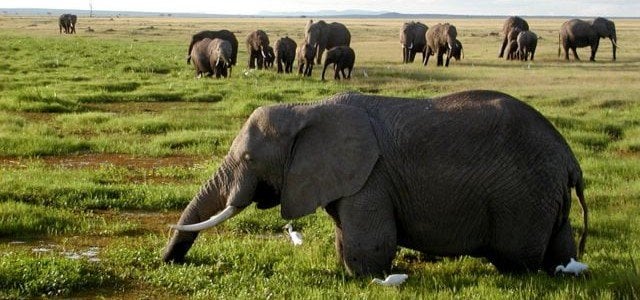 African Elephants Biggest herbivore