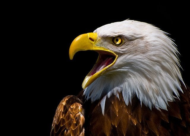 Bald Eagle USA National Animal