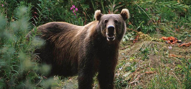 Brown Bear Russia National Animal