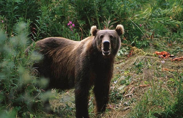 Brown Bear Russia National Animal