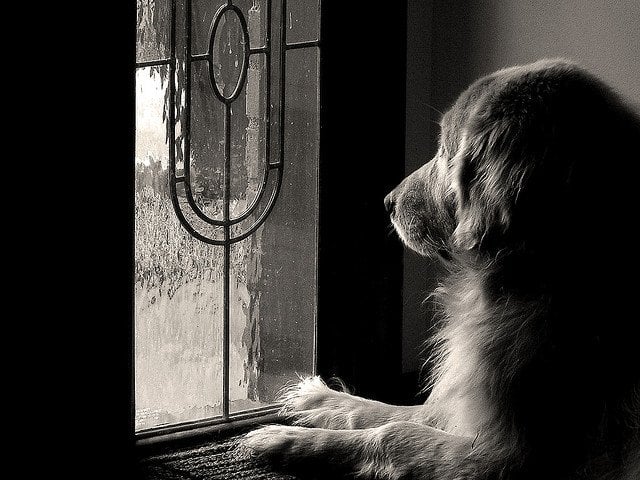 Dog waits
