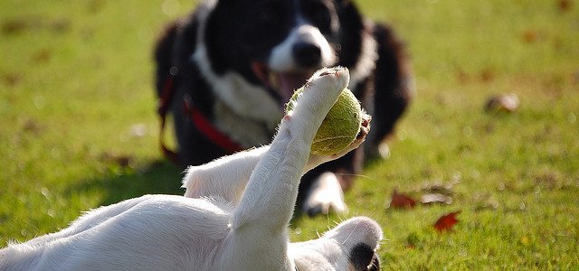 Dogs and ball play